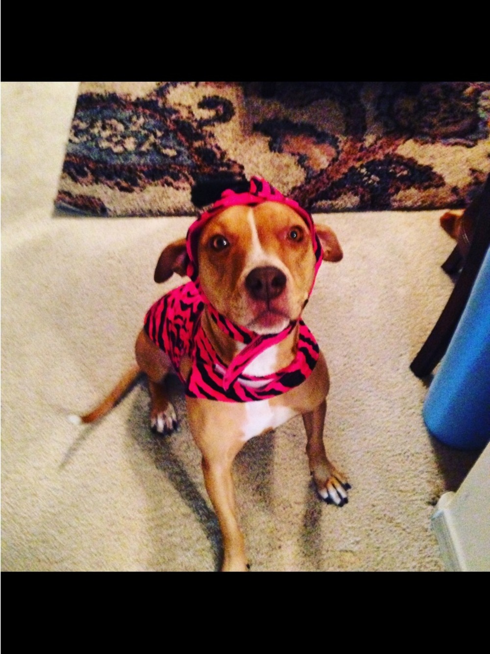 Pink Zebra Dog Costume